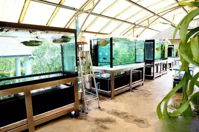 小型热带鱼的大致混养原则,新手热带鱼推荐混养