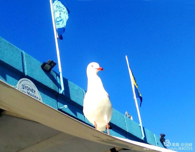 吃货在澳洲｜一边吃药，一边大吃海鲜，自嘲：宁愿疼死，不愿馋死