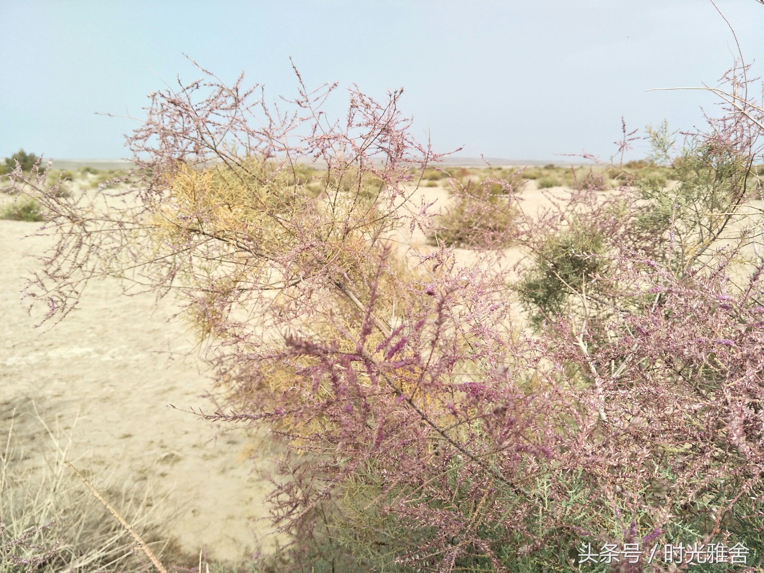 去看胡杨林,想去沙漠里看胡杨林