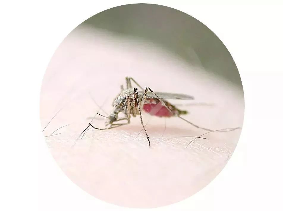 蚊虫叮咬夏天怎么消灭,夏天被蚊虫叮咬时用什么迅速止痒