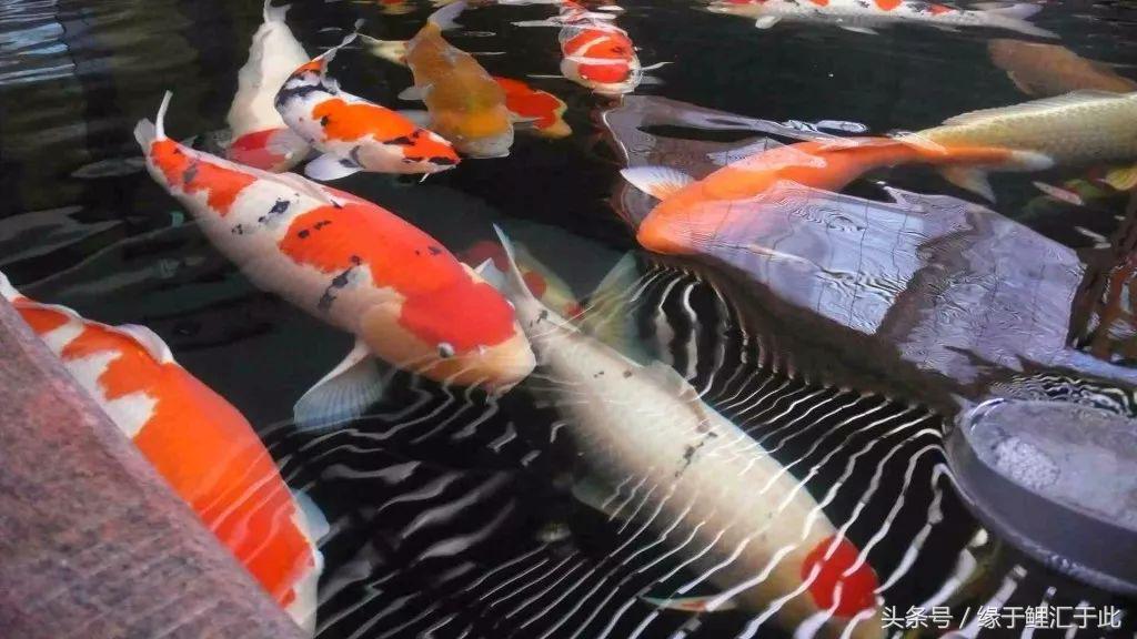 锦鲤应激了该怎么救,锦鲤濒死怎么抢救