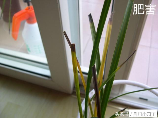 兰花黄叶有病菌怎么补救,兰花黄叶有黑斑怎么办