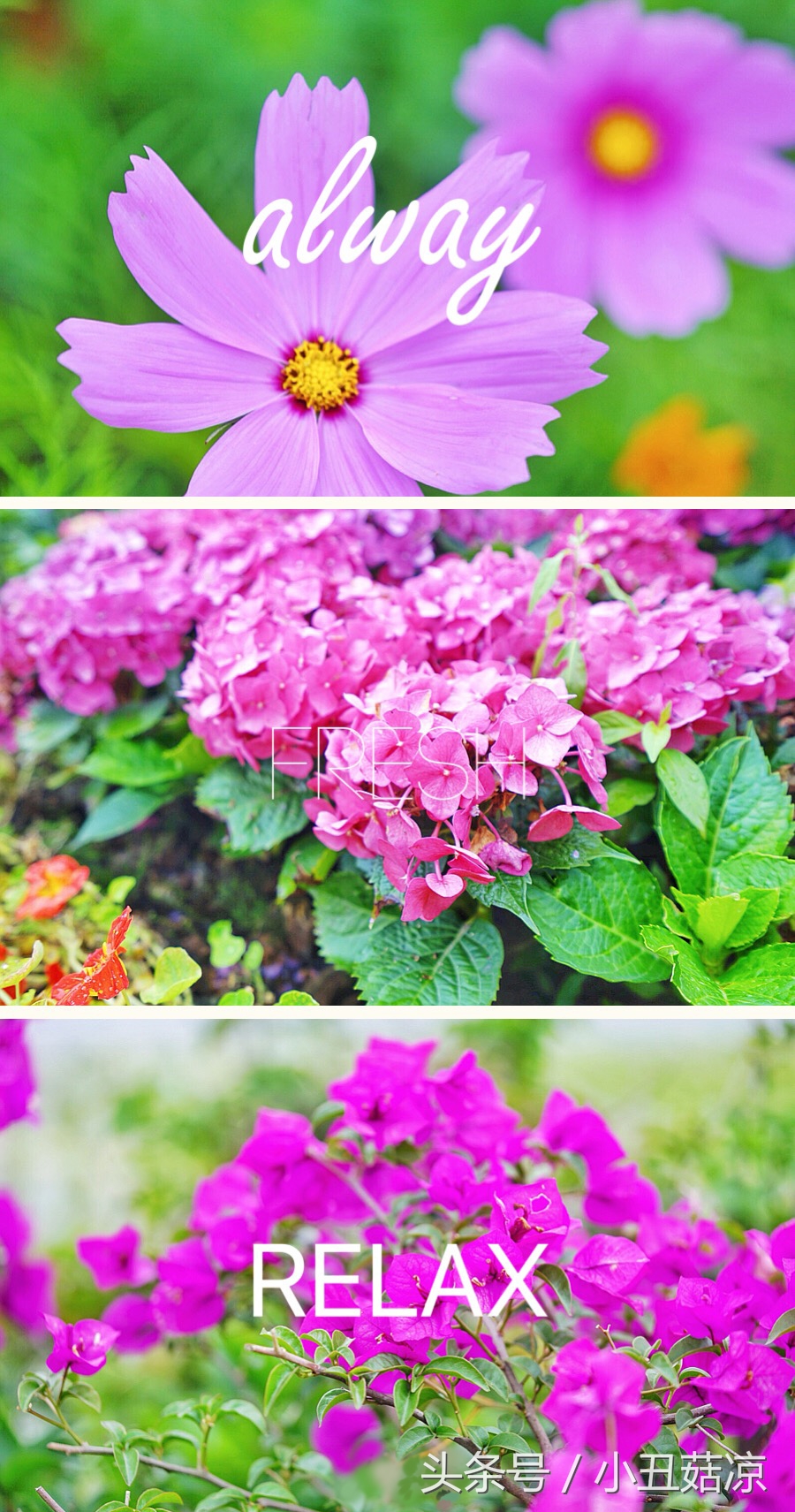 前方高能！疯狂动物城有猛兽出没，请保管好自己的谨慎脏！