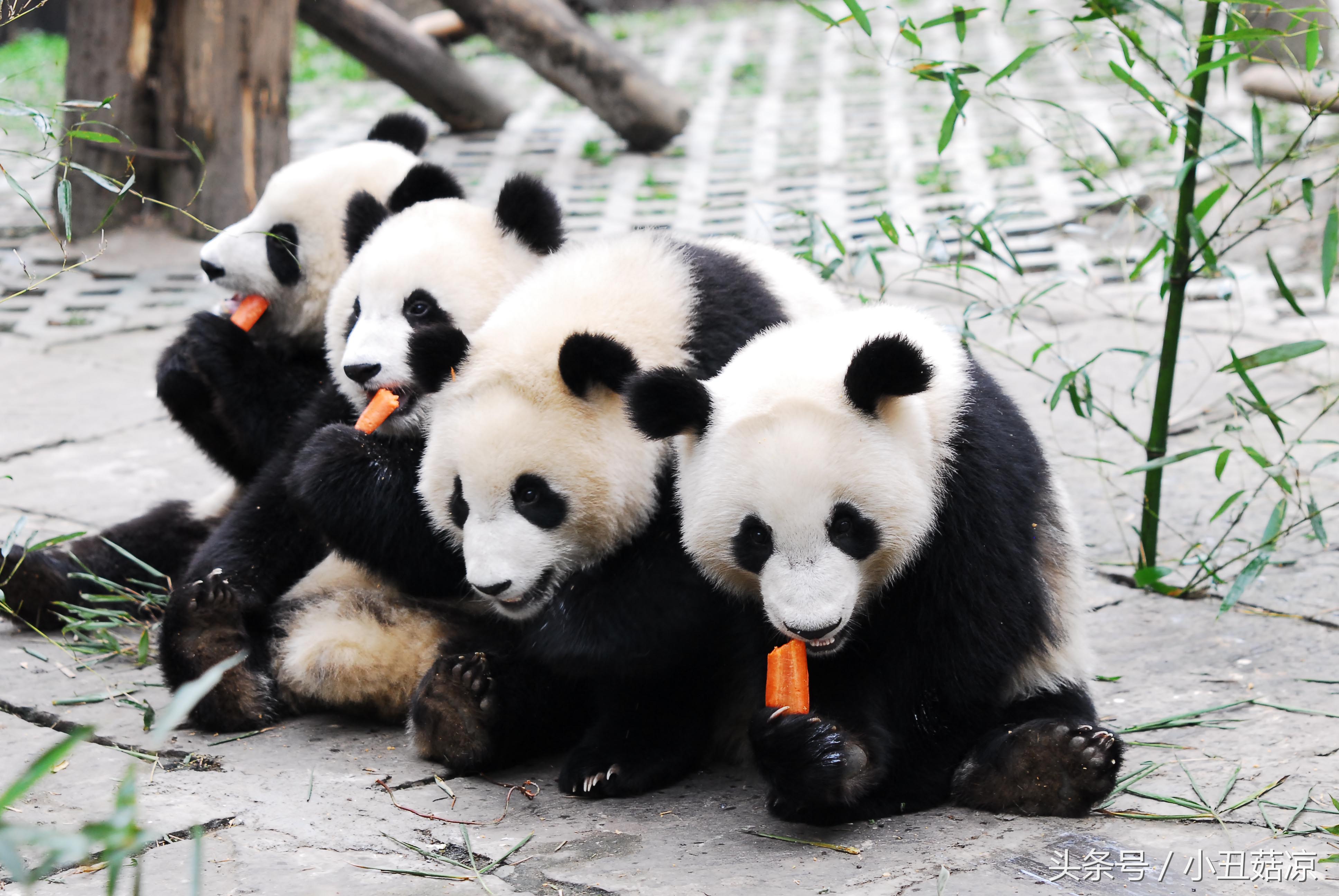 前方高能！疯狂动物城有猛兽出没，请保管好自己的谨慎脏！