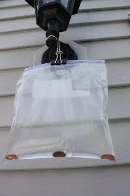 白糖加洗衣粉能灭蚊虫蟑螂,一勺洗衣粉让蟑螂断子绝孙