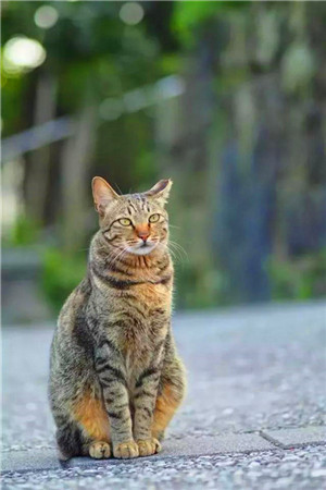 世界杯球队和猫咪的身价对比，关于中国队的象征，那可是无价之宝