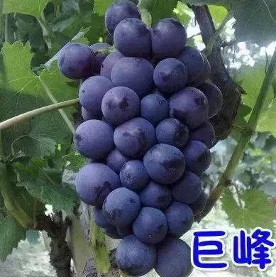 洛阳夏天一日游必去的地方景点,洛阳一日游适合去哪