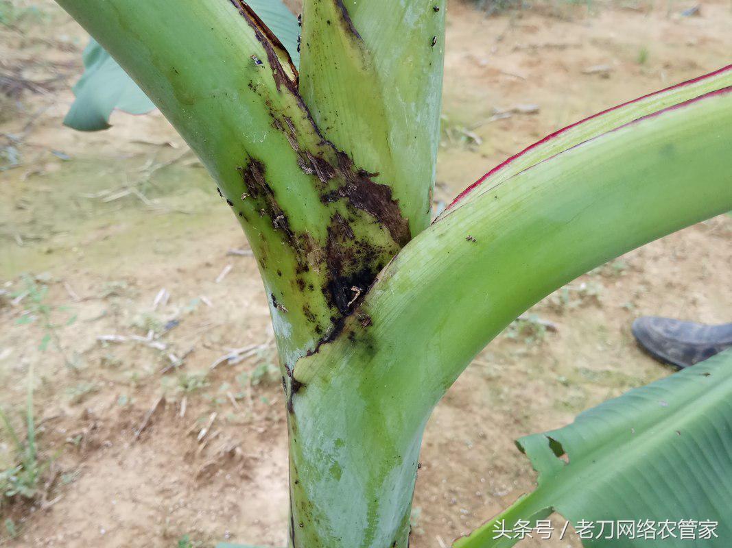 跳甲的生活规律和防治方法,香蕉跳甲怎么上药比较好