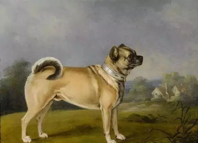 巴哥犬驱虫的用量,巴哥犬的配对方法