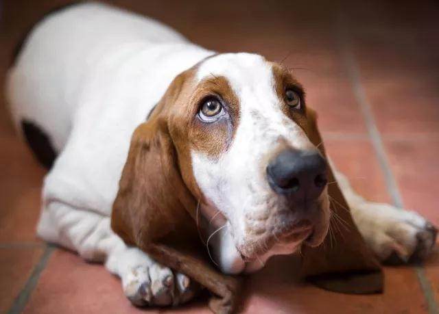 如何让狗狗半夜停止吠叫,怎么训练让狗狗停止吠叫