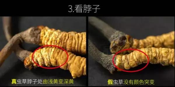 冬虫夏草补肾,冬虫夏草补肾益肺功效