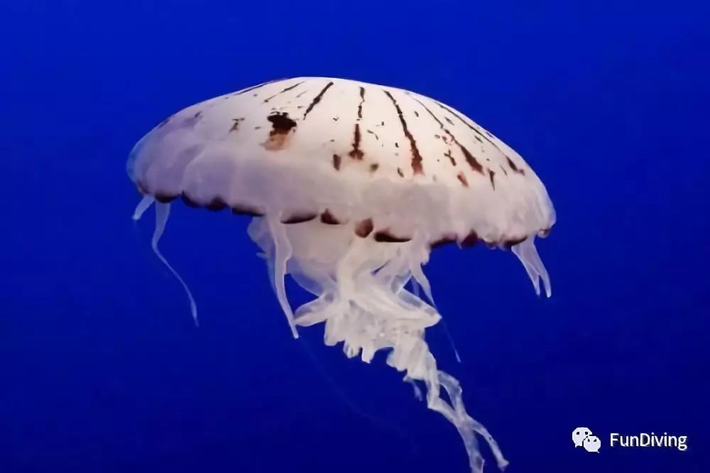 被水母蜇到的伤口怎么治,被水母蜇伤是不是用尿可以好