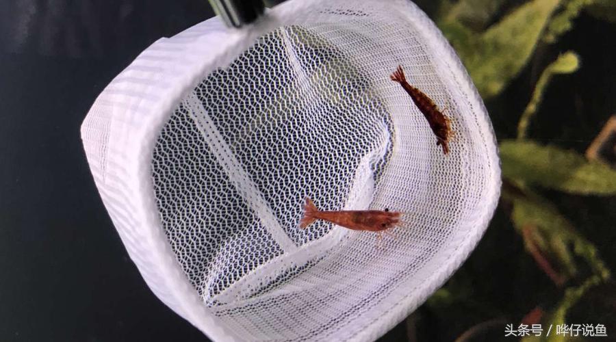 观赏虾观赏鱼,玩观赏鱼的阶段