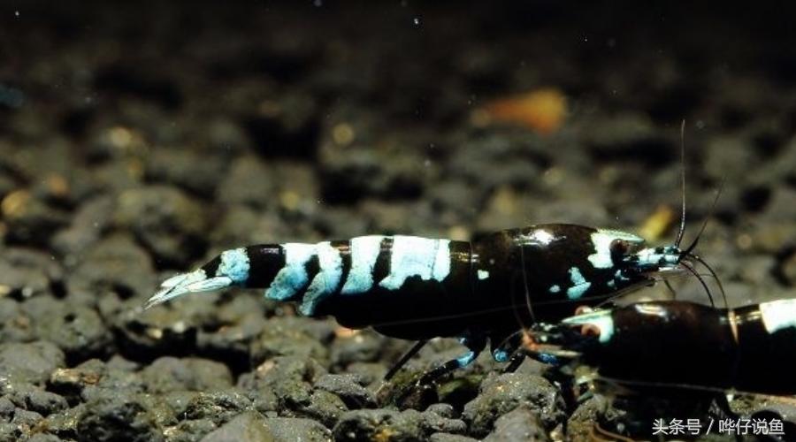 观赏虾观赏鱼,玩观赏鱼的阶段