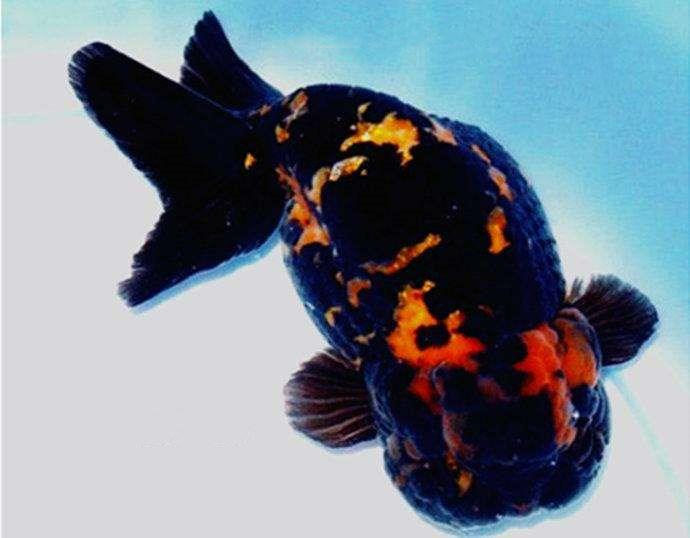 家养金鱼得病喂什么药,鱼缸养鱼鱼病症状