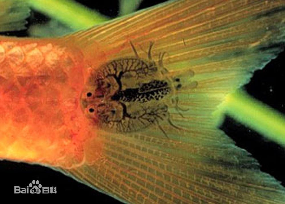 家养金鱼得病喂什么药,鱼缸养鱼鱼病症状