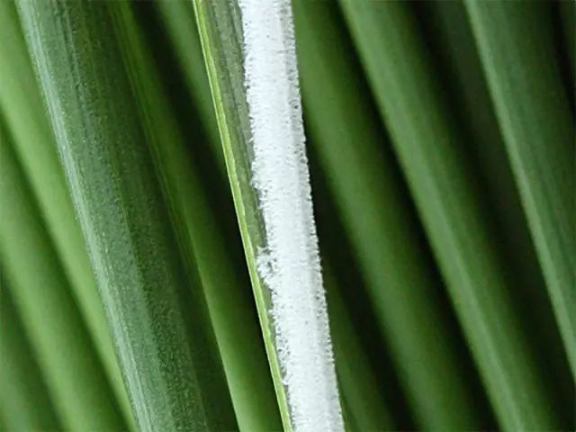 草席编织隔热垫,日本草席垫可拼接