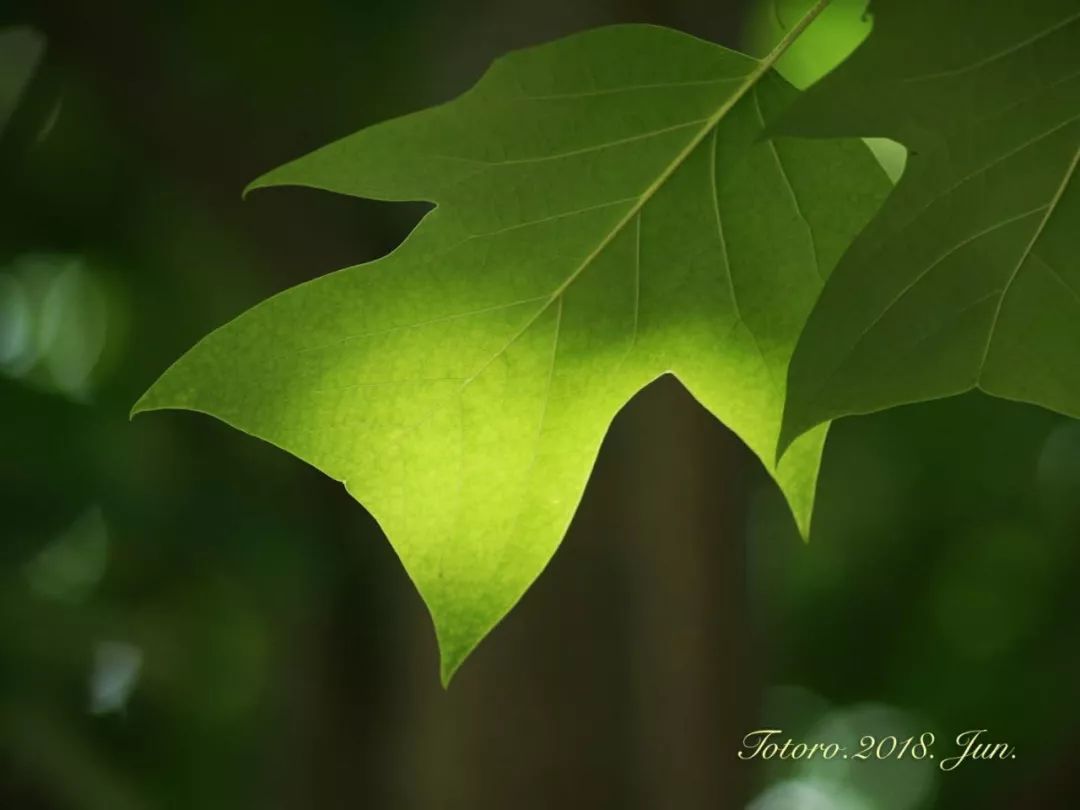上海繁花｜晾在阳光中的球衣，就像那些遥远的暑假里，挂在阳光中的足球往事