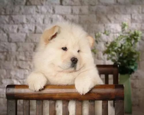 各国网友吐槽美国养大熊猫,国外养熊猫有多受欢迎