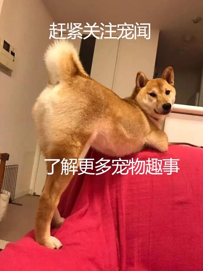 猫妈把小猫咪叼到狗窝,猫妈妈不让小猫咪挪窝