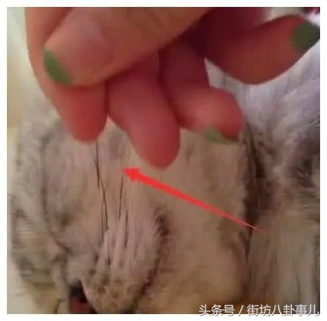 不谨慎把猫咪胡子薅下来了怎么办,不谨慎把猫咪胡子拔下来了怎么办