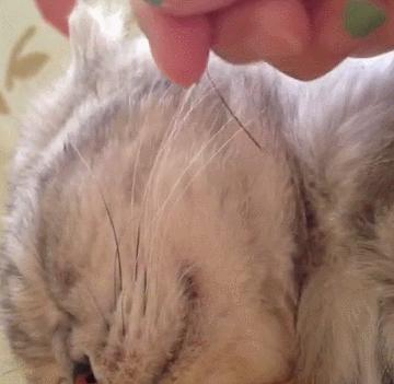 不谨慎把猫咪胡子薅下来了怎么办,不谨慎把猫咪胡子拔下来了怎么办