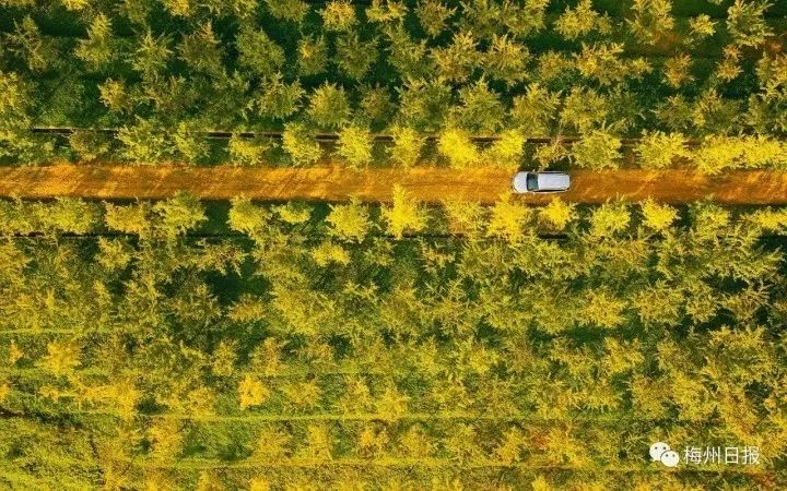 盘点梅西在足球场上,足坛里的梅西视频