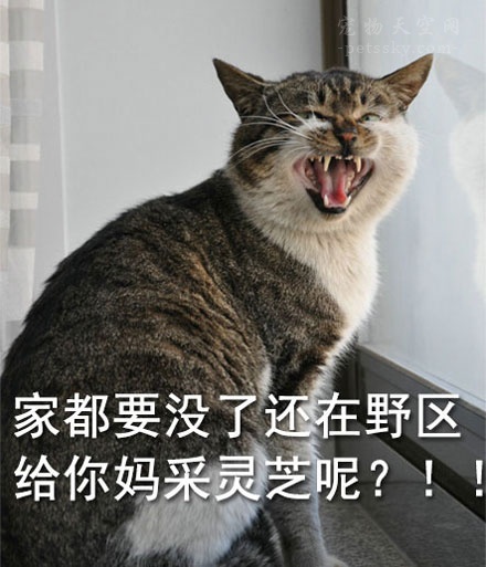 男朋友不喜欢养猫养狗,如果男朋友不喜欢你养宠物