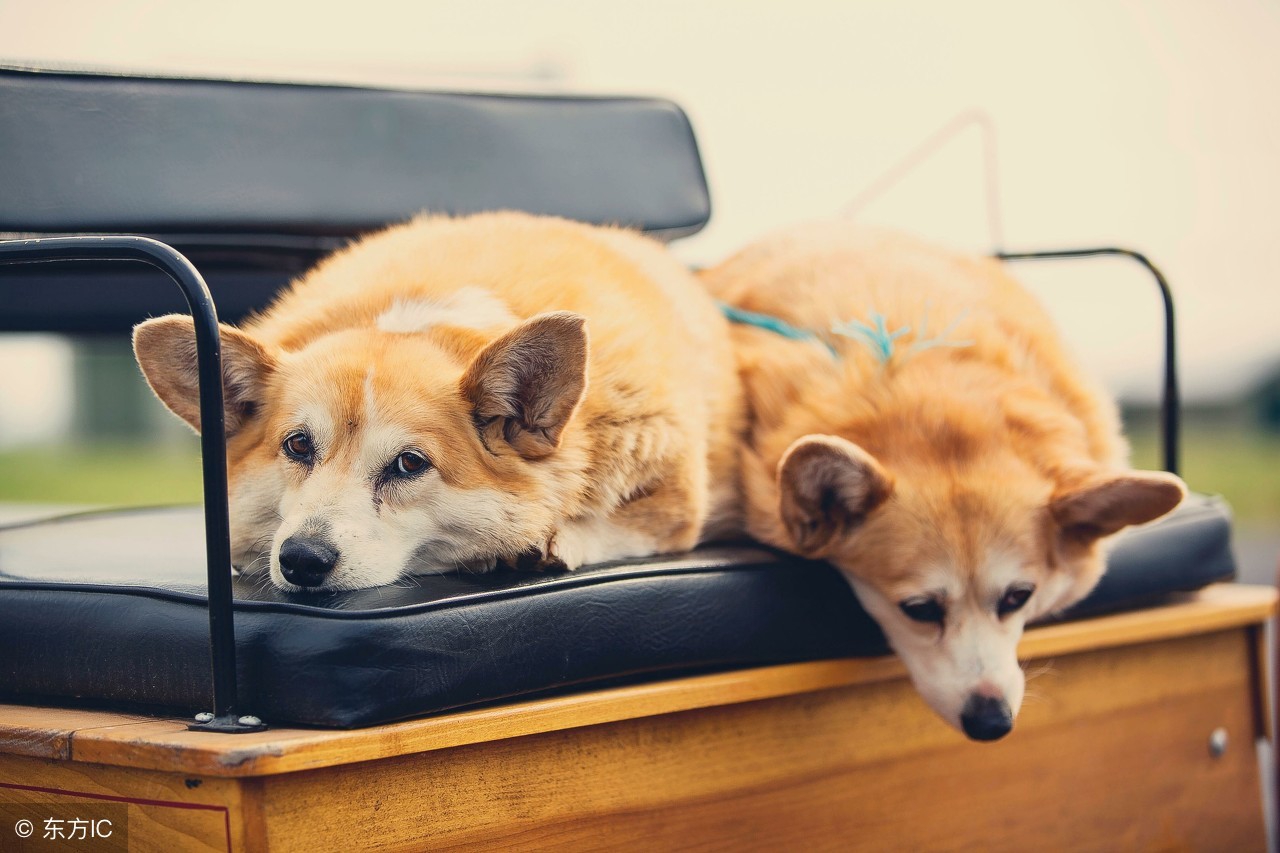 宠物死后还能挖出来重新下葬吗,宠物死后是埋地下还是火化好