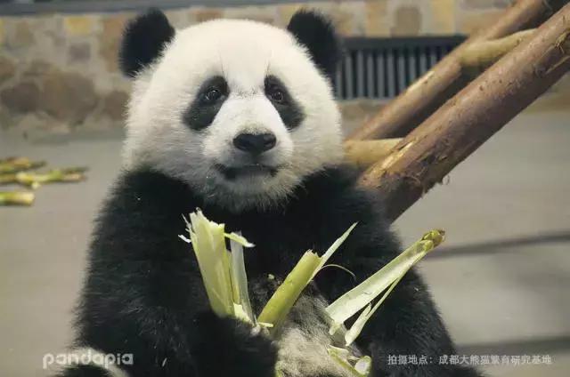 川航三优熊猫,四川航空认养大熊猫