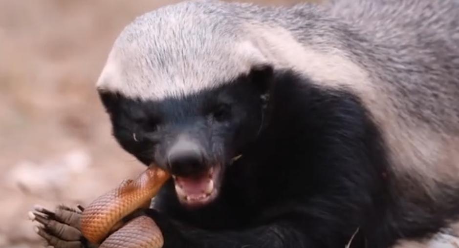 平头哥蜜獾大战黑曼巴蛇解说,动物兄弟第一季蜜獾黑曼巴蛇