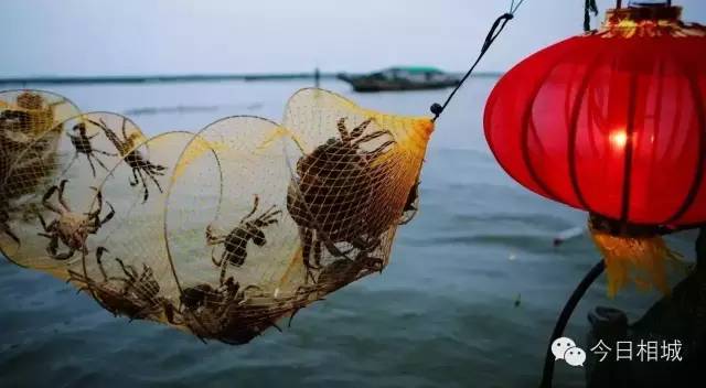 人人都说阳澄湖好，我却只想和你在这慢慢变老