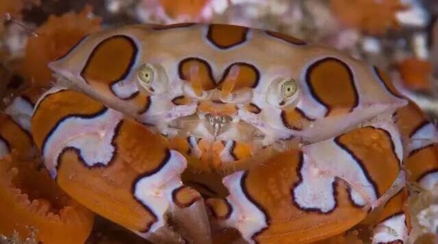 螃蟹的世界旅行,螃蟹的世界深度解析