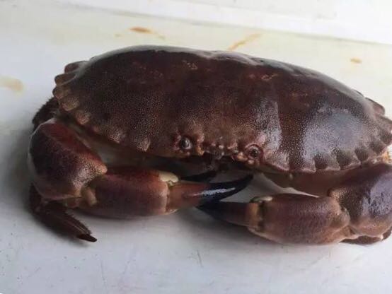 螃蟹的世界旅行,螃蟹的世界深度解析