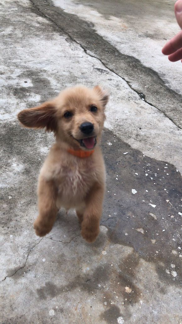 金毛吃多少葡萄有危险,成年金毛吃了四颗葡萄怎么办