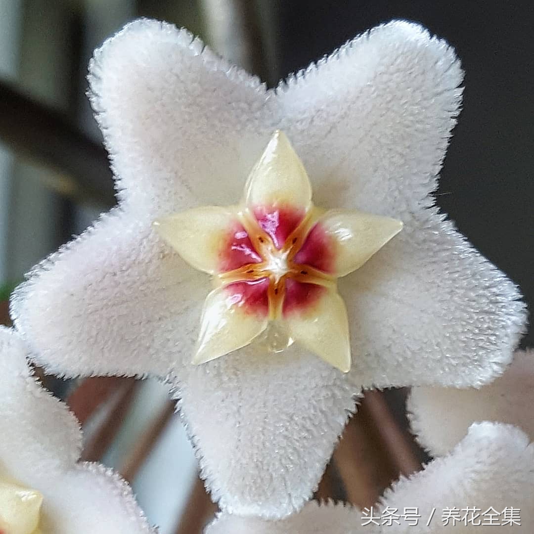 颜值超高的球兰，种植几乎无难度！分享球兰的养护方法