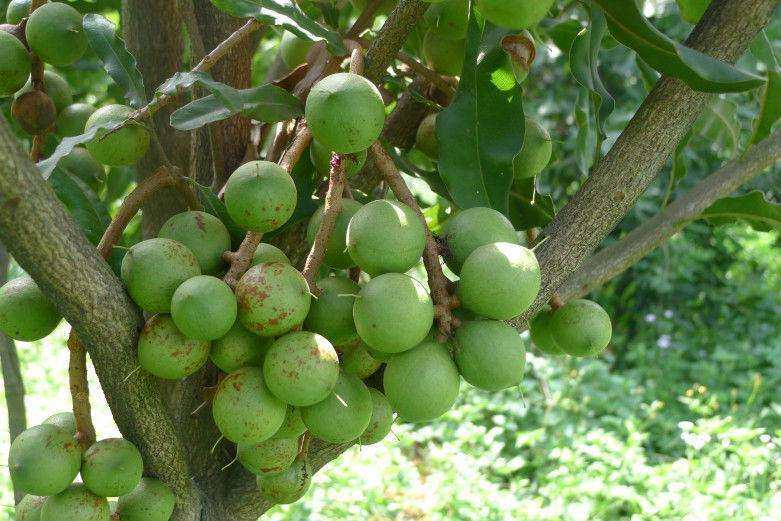 澳洲坚果干果,酥酥脆脆带着奶香味的夏威夷坚果
