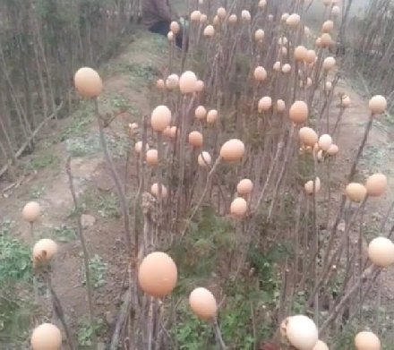 能下蛋的男人：印尼一男子竟每三月产蛋一次