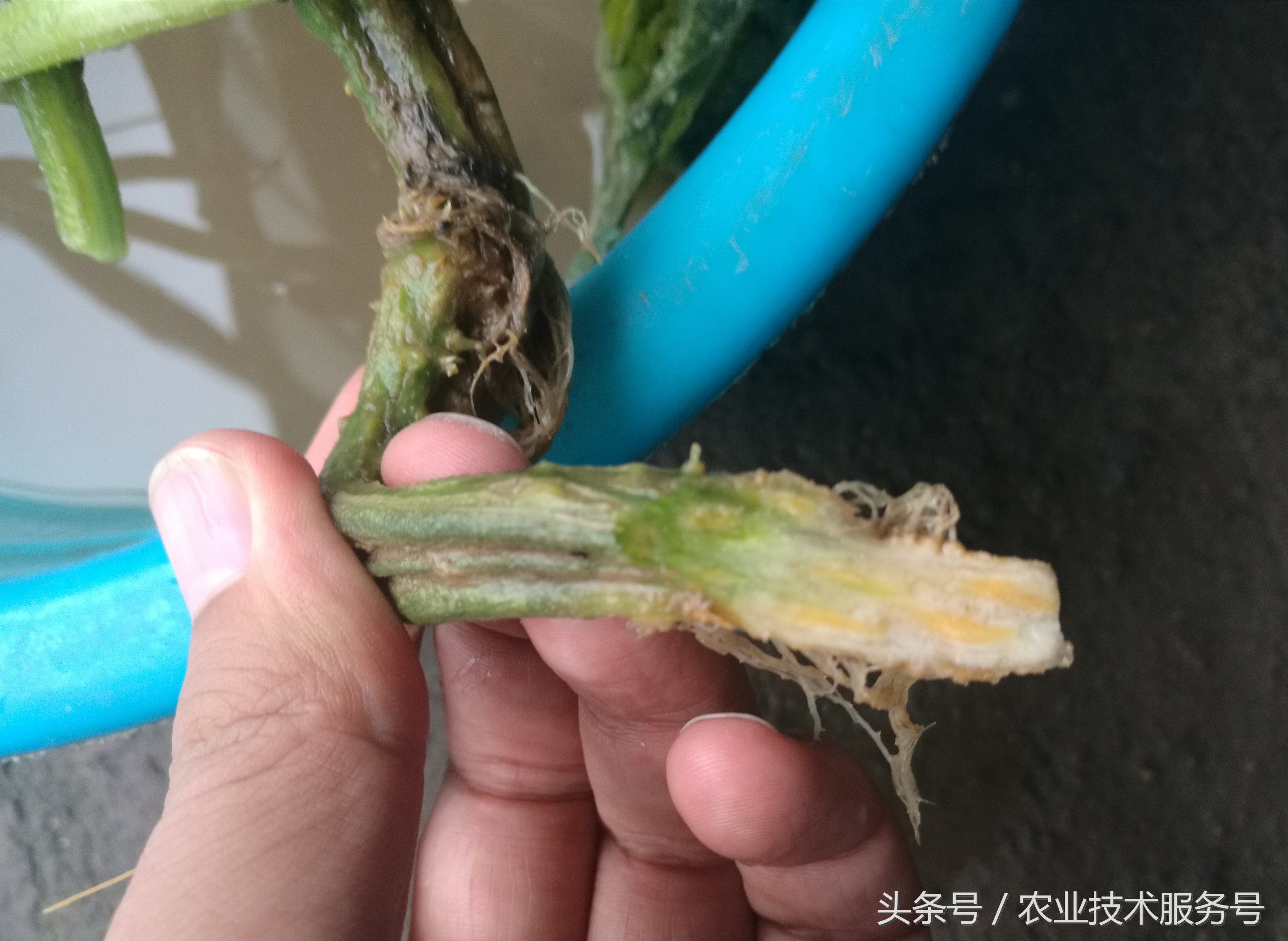 黄瓜枯萎病农业防治,黄瓜萎蔫病应关注事项