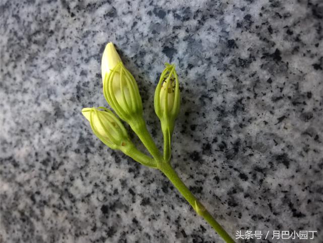 茉莉黄叶掉花苞怎样挽救,茉莉长黄叶黑枝