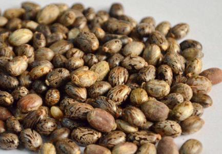 中药蓖麻子拔毒,蓖麻子拔毒