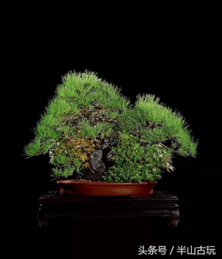 花卉盆景拍卖 (园林盆景拍卖)