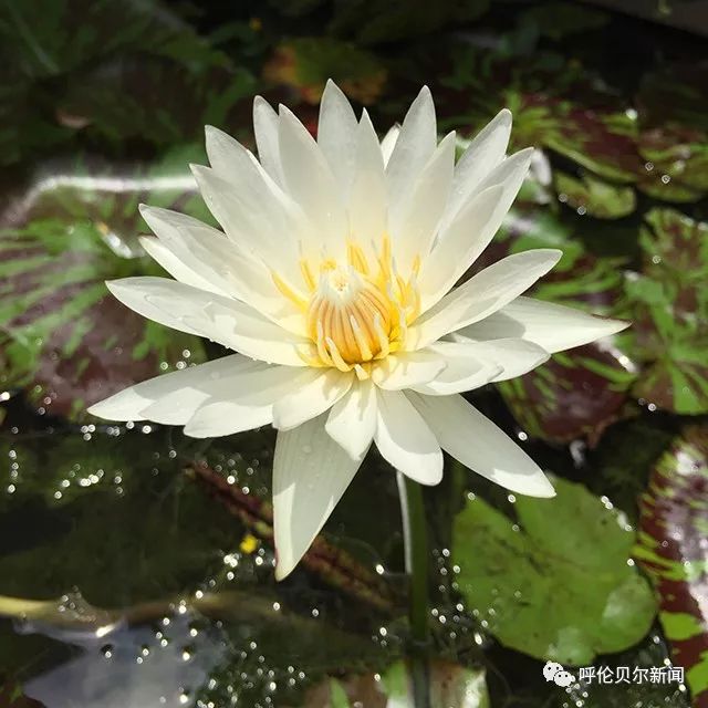 「新闻微距离」2018.7.12（这是一条能听的新闻）