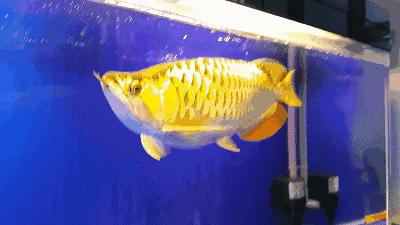 群游观赏鱼很帅,老缸养红龙关注事项