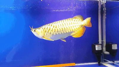 群游观赏鱼很帅,老缸养红龙关注事项