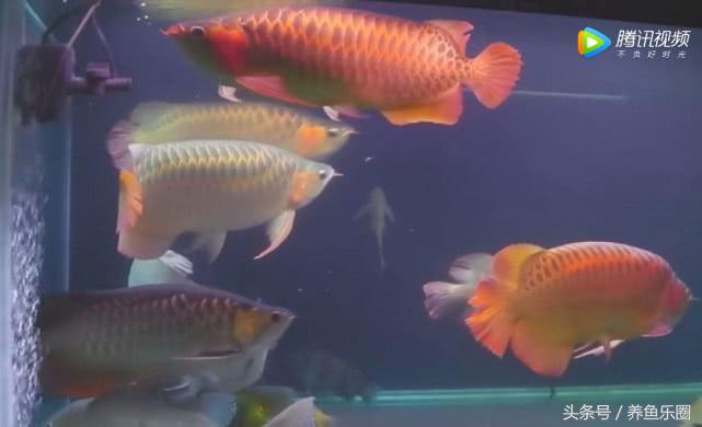 群游观赏鱼很帅,老缸养红龙关注事项