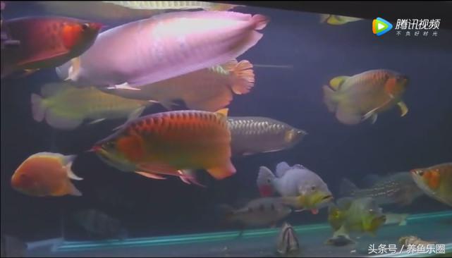 群游观赏鱼很帅,老缸养红龙关注事项
