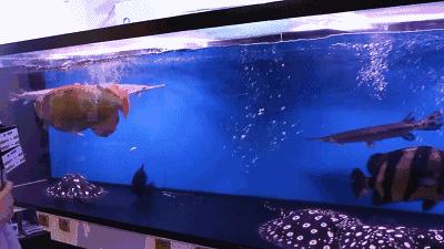 群游观赏鱼很帅,老缸养红龙关注事项