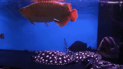 群游观赏鱼很帅,老缸养红龙关注事项