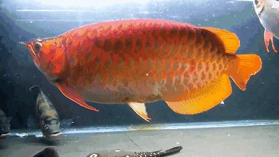 群游观赏鱼很帅,老缸养红龙关注事项